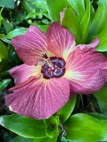 Ferienwohnung Jardin des Anges-Ch. Rose Le Moule Exterior foto