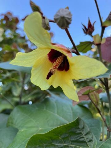 Ferienwohnung Jardin des Anges-Ch. Rose Le Moule Exterior foto