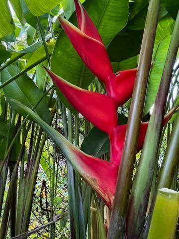 Ferienwohnung Jardin des Anges-Ch. Rose Le Moule Exterior foto